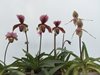 Paphiopedilum 